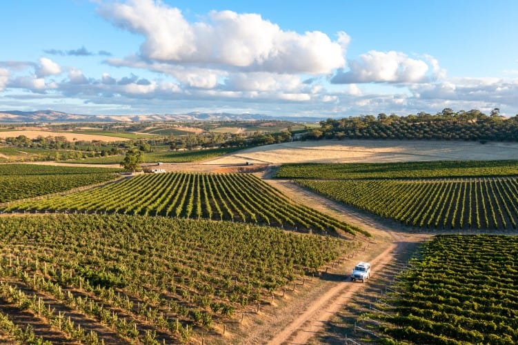 Tour through stunning and excusive Barossa scenery to the Holy Grail Vineyard