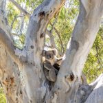 Visit the McLaren Vale eco-trail and support the McLaren Vale Biodiversity Project